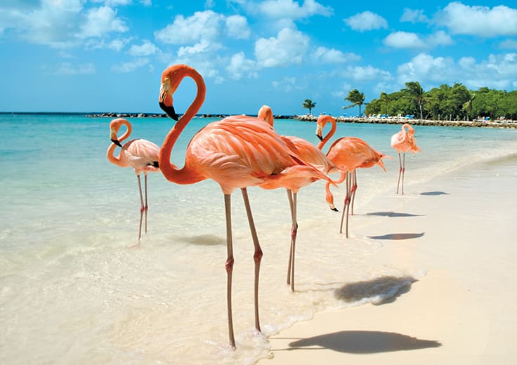 oceania cruises flash sale, cruises to the caribbean, flamingos