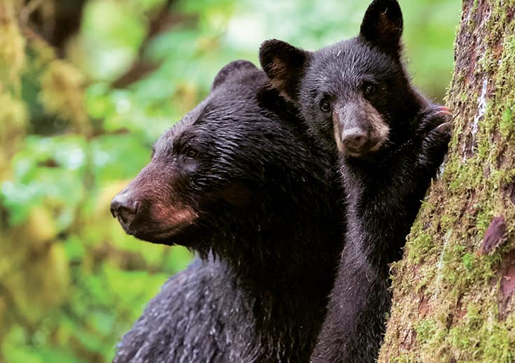 cruises to alaska, wildlife